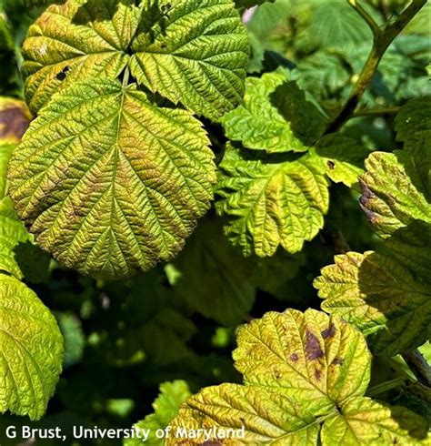 Broad Mites Found In Maryland Raspberry Fields Weekly Crop Update