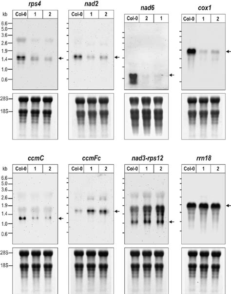 RNA Gel Blot Hybridizations Confirming Mitochondrial Transcript Changes