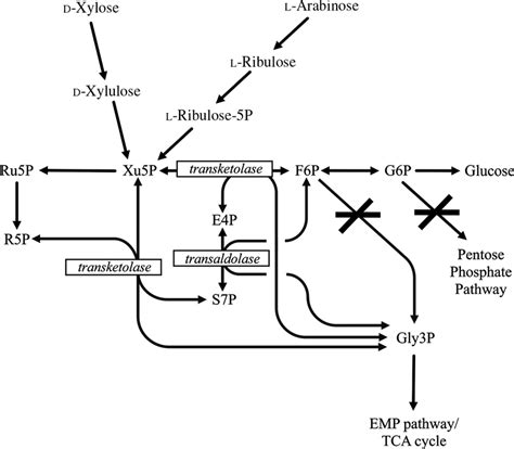 Xylose Metabolism