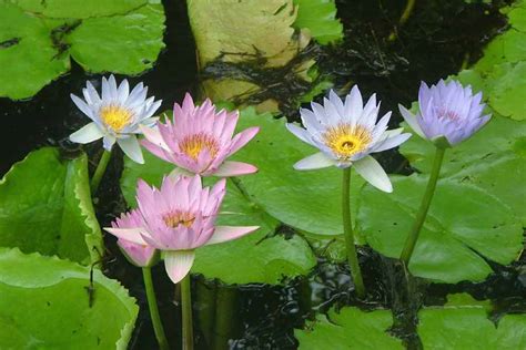 Nymphaea caerulea