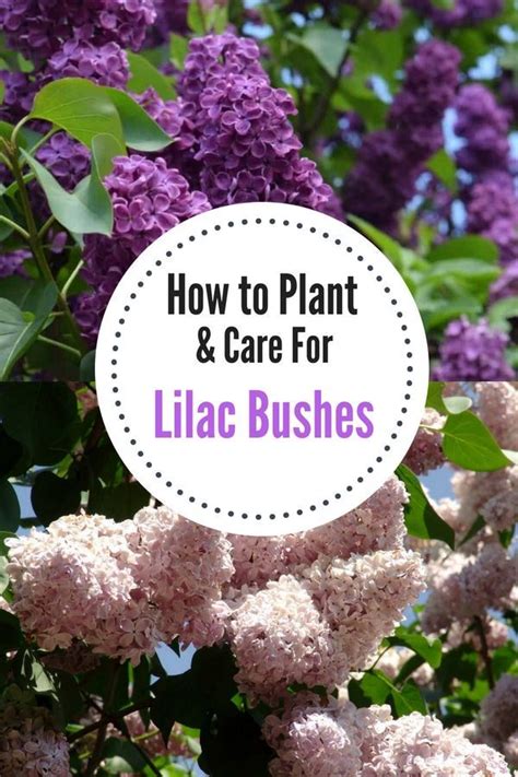 How To Grow A Lilac Bush For Beautiful Blooms In The Spring In