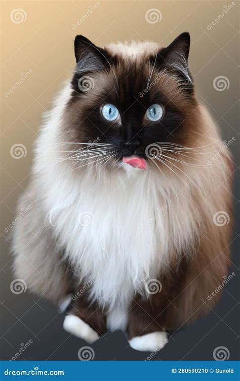 Ragdoll cat with blue eyes stock photo. Image of beige - 280590210