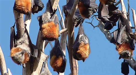 Nipah virus lethal, but local: Why you needn’t panic | Explained News ...