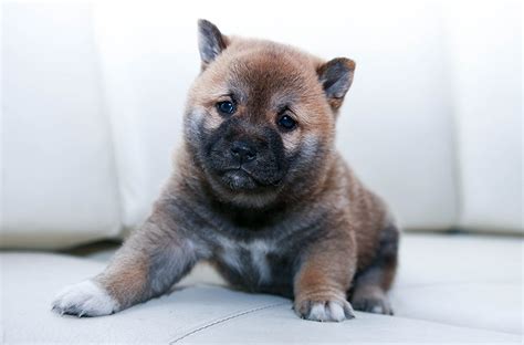 Salud Del Shiba Inu Enfermedades Y Cuidados