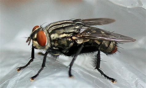 red-tailed flesh fly - Sarcophaga haemorrhoidalis (Fallen)