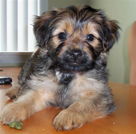 Yorkie Mix - Dog Training Home | Dog Types