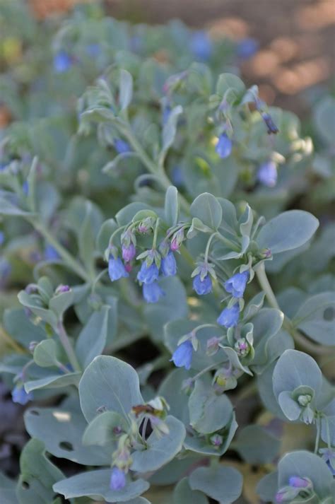 Mertensia Maritima