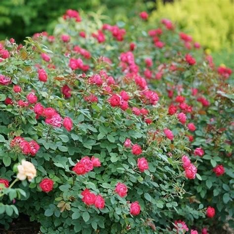 Oso Easy Roses Proven Winners Colorchoice Flowering Shrubs