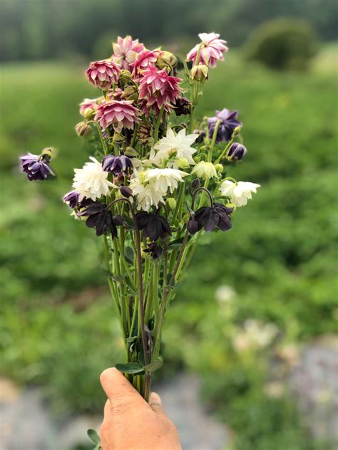 Barlow Mix Columbine Flower Seeds Northern Seeds