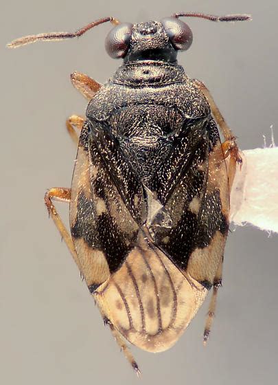 Saldula Micracanthia Humilis Bugguide Net