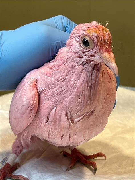 Pombo Resgatado Foi Tingido De Rosa Para Ch Revela O Estupidez Humana