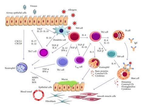 Asthma Airway Inflammation