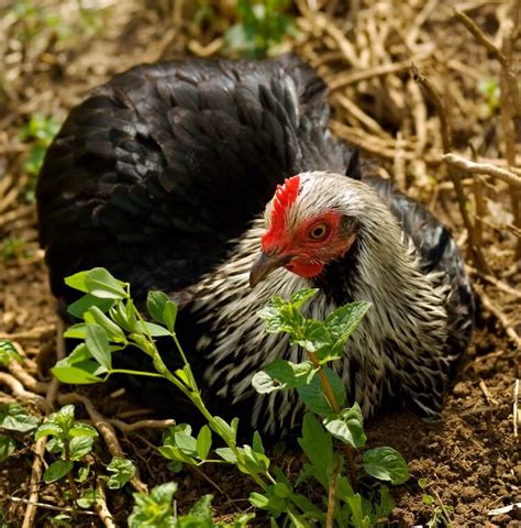 15 Most Popular Chicken Colors Chickens And More