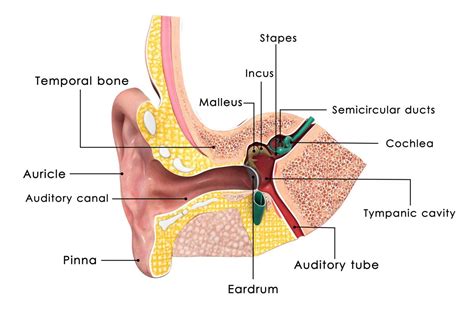 The Sequence Of Ear Ossicles From Outside Tympanum To Inside IsStapes