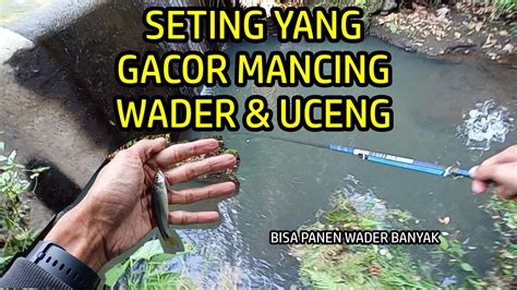 Setingan Gacor Babon Wader Dan Uceng Mancing Ikan Wader Pakai Teknik