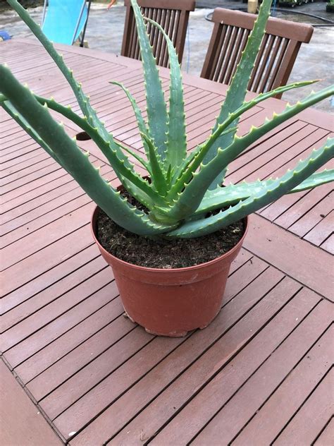 L Aloes arborescent la plante miracle Les Serres de Timborne à