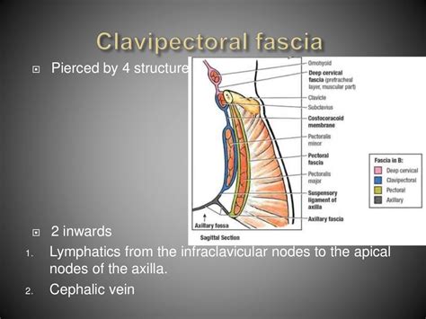 Anatomy of Axilla