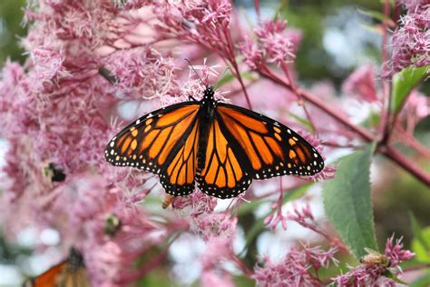 Perennial Plants That Butterflies Love