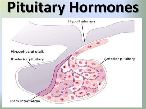 Hormones affecting growth