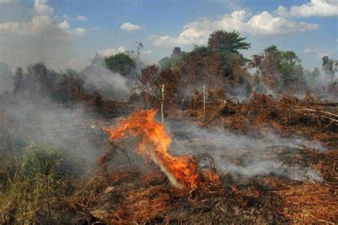 Bmkg Peringatkan Beberapa Wilayah Yang Rentan Terbakar Dampak El Nino