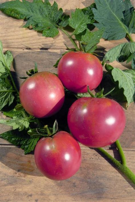 Plant De Tomate BERNER ROSE Jardin Du Ciel Bordeaux