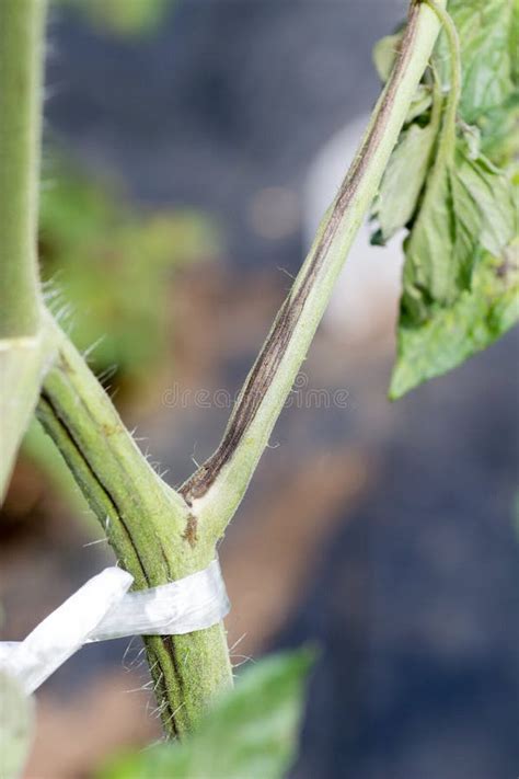 El Tomate Infectado De La Planta De Tomate Manchado Se Marchita Virus