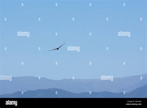 Flying condor hi-res stock photography and images - Alamy