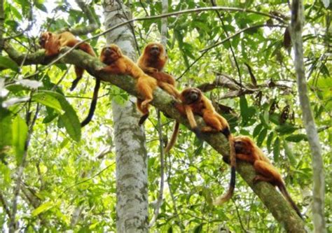 Primeira Reserva Biol Gica Do Brasil Foi Criada No Rio De Janeiro H