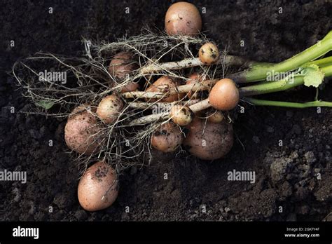 Potato Plant With Tubers On Soil Closeup Stock Photo Alamy