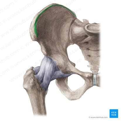 Iliac crest: location, anatomy and function | Kenhub