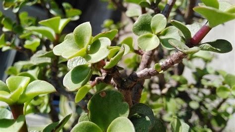 Conoce El Significado Del Rbol De La Abundancia Y Porqu Deber As