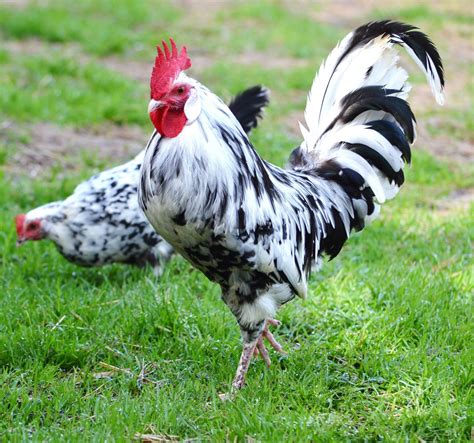 Fun thread...What is the rarest / coolest breed of chicken you have or know of - Page 2