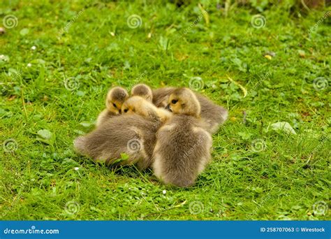 Cute Canada Geese Goslings On The Grass Stock Image Image Of Canada