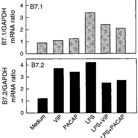 Vip And Pacap Differentially Regulate B7 1 And B7 2 Expression In Download Scientific Diagram