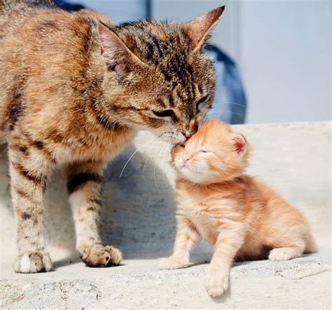 Mothers Day 15 Adorable Mama Cats And Their Kittens Pictures Cattime In 2021 Kittens