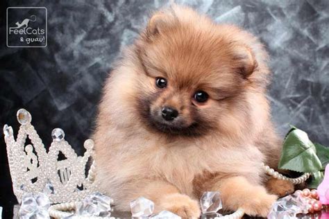 Pomerania 15 Cosas Que No Sabes Del Perro Toy Feelcats Perros