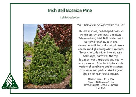 Pinus Heldreichii Leucodermis Irish Bell Iseli Nursery