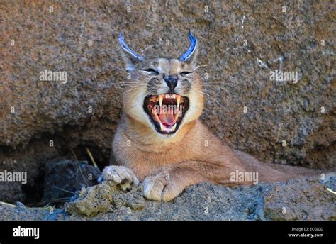 Caracal Baring Teeth Stock Photo - Alamy