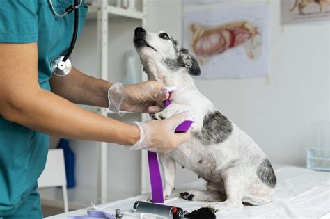 Concurso Fujama Vagas para Veterinário em Jaraguá do Sul Folha Dirigida