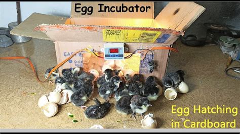 How To Make Egg Incubator At Home By Using Cardboard Box Egg Hatching