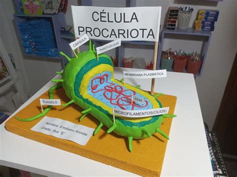 Maqueta célula procariota Maquetas de celulas Procariota