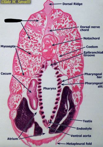 Lamprey Cross Section Flashcards Quizlet