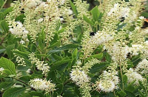 Hummingbird Summersweet Clethra Clethra Alnifolia Zones 4 To 9