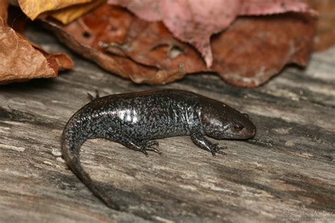 Mole Salamander (Ambystoma talpoideum) - Psychotic Nature