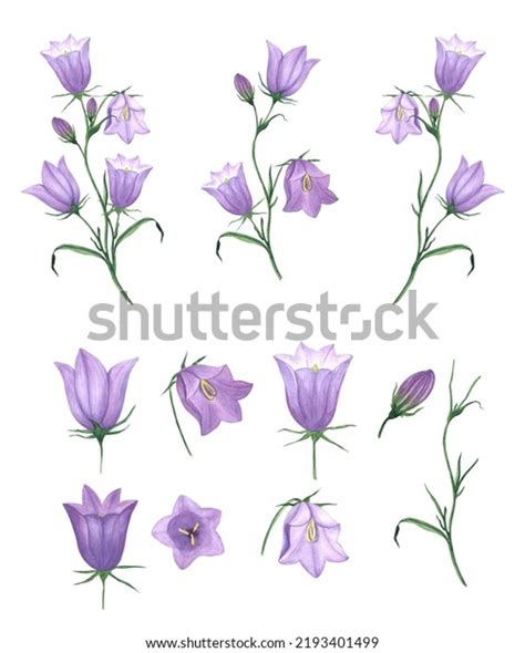 Bluebells Watercolor Floral Watercolor Set Buds Stock Illustration