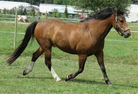 Elevage du Peupé Chevaux Franches Montagnes