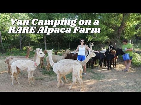 Our First Harvest Host Experience Van Life On An Alpaca Farm