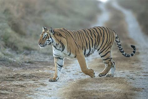 Jim Corbett Tiger Safari In India Wildlife Tour Package