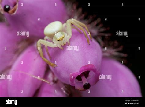 Heather Crab Spider Hi Res Stock Photography And Images Alamy