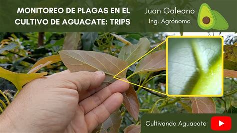 Monitoreo De Plagas En El Cultivo De Aguacate TRIPS YouTube